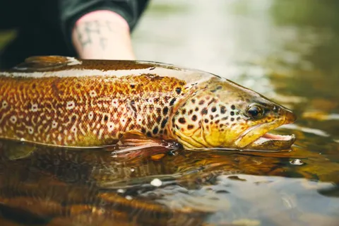A wild brown trout held just under the surface of a León river